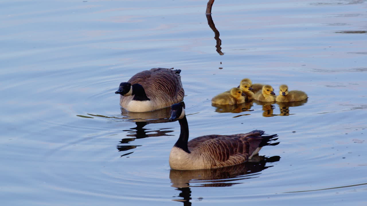 Slow-mo highlights the playful and curious nature of goslings near their parents.