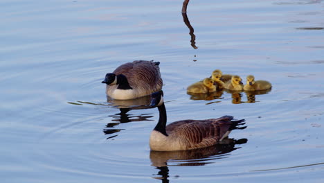 slow-mo highlights the playful and curious nature of goslings near their parents.