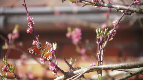 Bellas-Imágenes-En-Cámara-Lenta-De-Una-Mariposa-Pavo-Real-Europea-Recogiendo-Néctar-En-Flores-Rosas