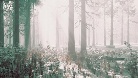 Bäume-Im-Nebligen-Winterwald-Frostig-Und-Neblig