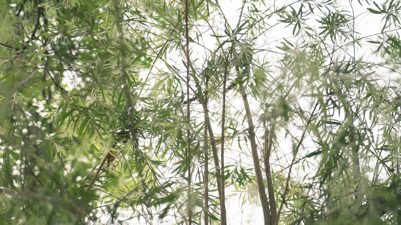 una ardilla está saltando sobre árboles pequeños con