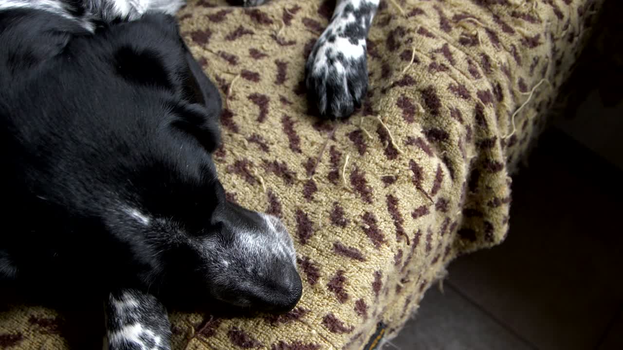 사냥개는 얼룩진 플레이드 위에 잠을 자고 있습니다.