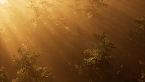 aerial sunrays in forest with fog