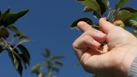 la mano recogiendo una manzana pequeña del árbol, árbol de manzana