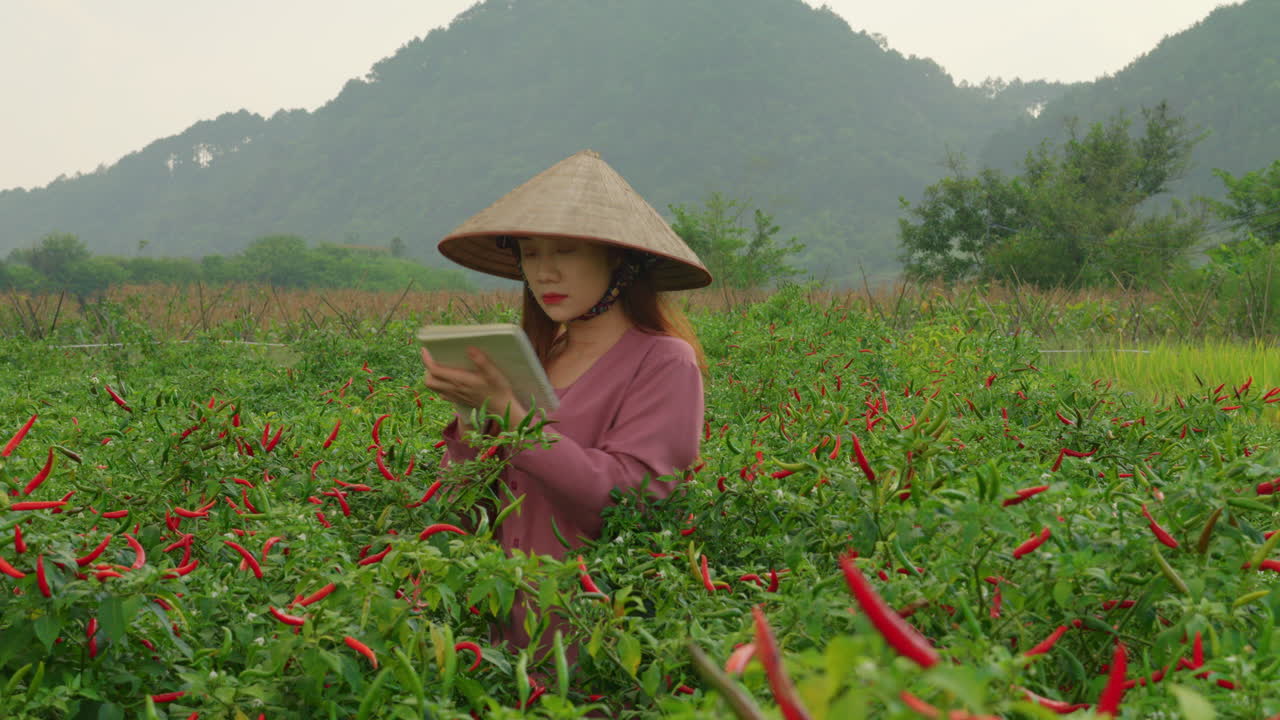 은 핫 칠리 페퍼 플랜테이션 농장에서 일하는 아시아  모자를 입은 젊은 여성 농부 농작물 생산을 확인하고 노트북에 메모를 취합니다.