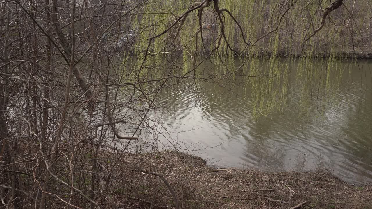 We see gentle movements on the surface of the water of a small river. The scene is surrounded by leafless vegetation at the beginning of spring.