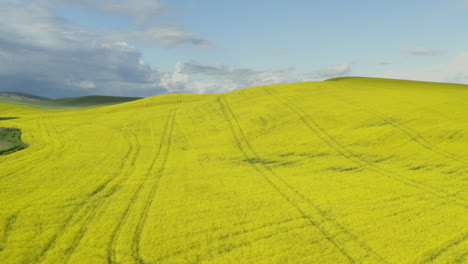 Perfect-yellow-canola-field-washington