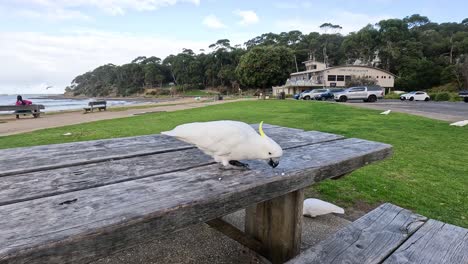 cockatoo pecking at food on wooden table