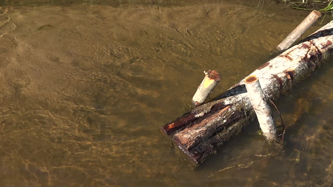 작은 개울이 있는 연어 강-7