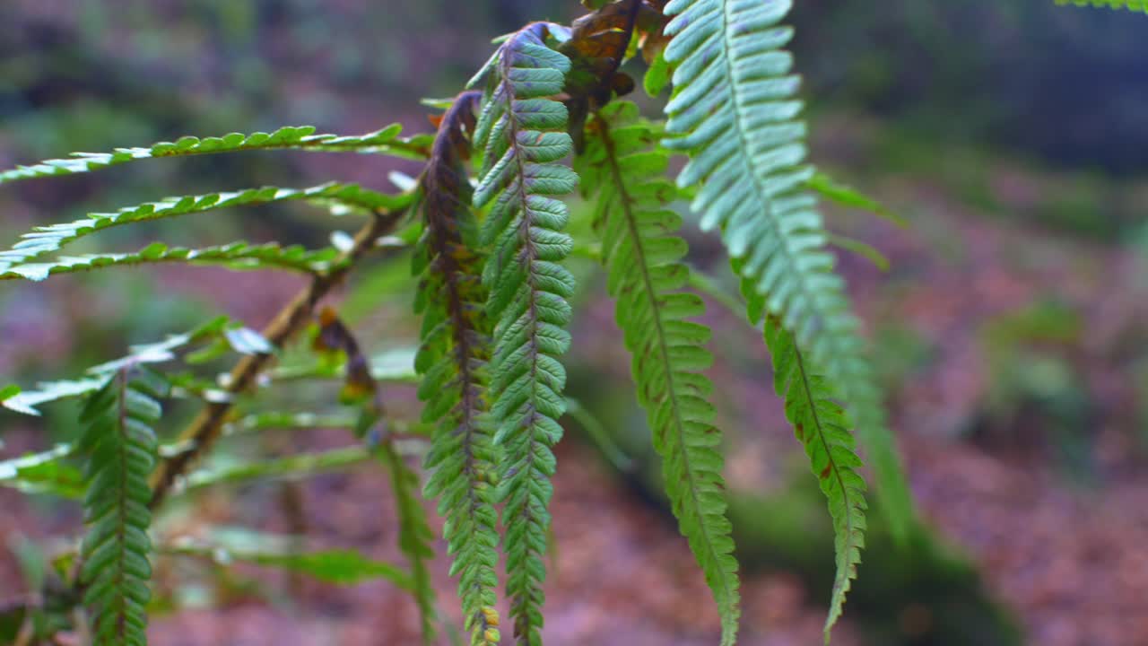 листья папоротника мягко шевелятся на ветру