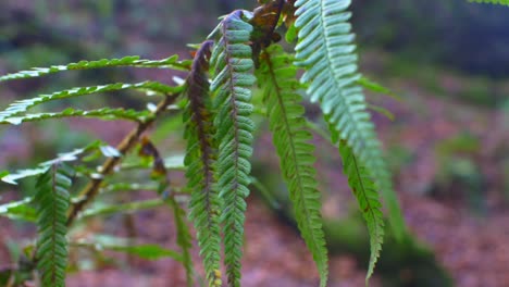 ferns leaves gently moving in the wind