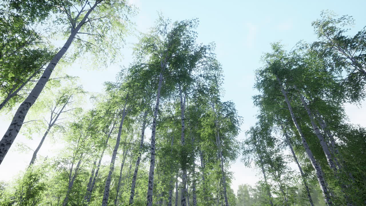 해가 지는 초록색 버드나무 숲