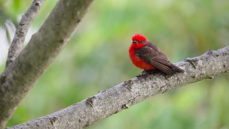 scarlet flycatcher  sits chirping perched on branch