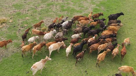 Aerial-rising-view-above-cattle-herd-grazing-on-green-agricultural-Indian-farmland