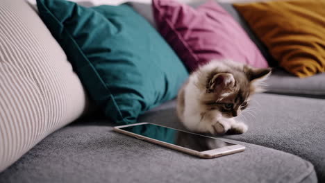 cute kitten playing with a phone on a sofa