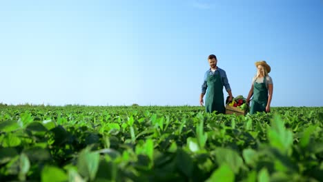 Buena-Mujer-Y-Hombre-Granjeros-Que-Llevan-Una-Caja-Pesada-Con-Su-Cosecha-Y-Verduras-A-Través-Del-Campo-Verde-En-Un-Día-Soleado