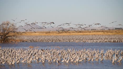 Grullas-Canadienses-Caminando-Y-Algunas-Volando