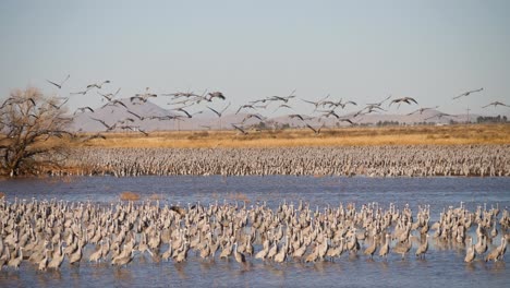 grullas canadienses caminando y algunas volando