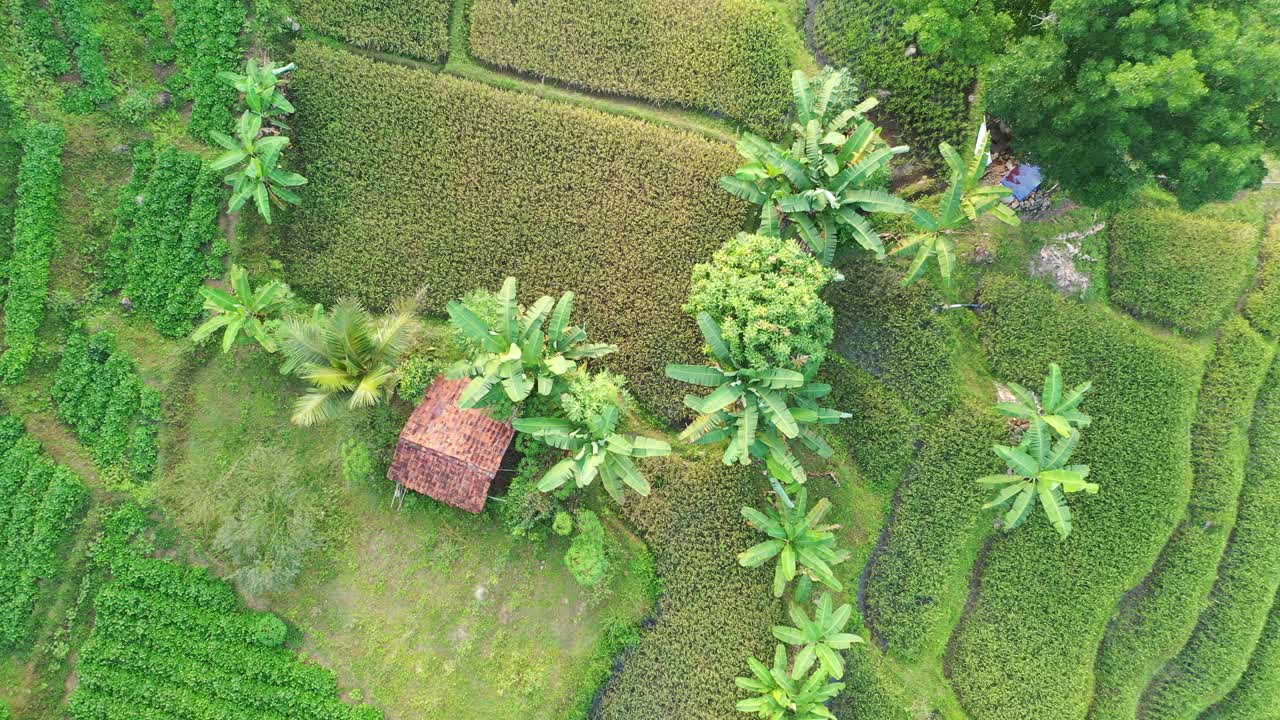 Veduta aerea delle lussureggianti terrazze di riso