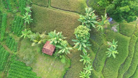 aerial view of lush rice terraces