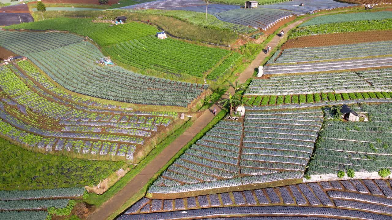 농부들의 드론 샷이 농업 분야 한가운데 도로에서 오토바이를 타고 있다