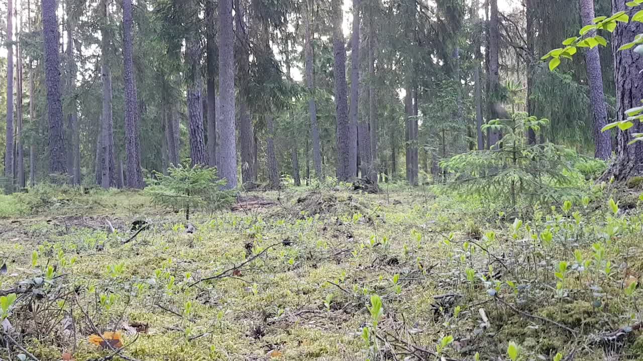 forest filled with flying mosquito's