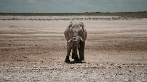 african elephant in the dry landscape