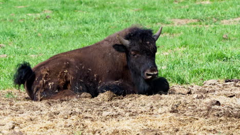 resting wood bison, bison bison athabascae in yukon, canada