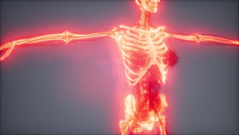 transparent human body with visible bones