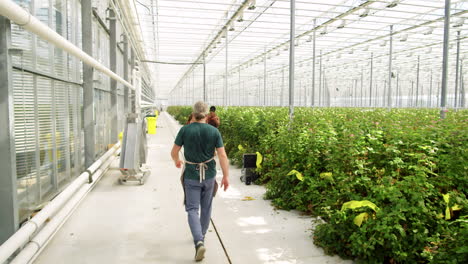 multiethnic workers walking in flower greenhouse