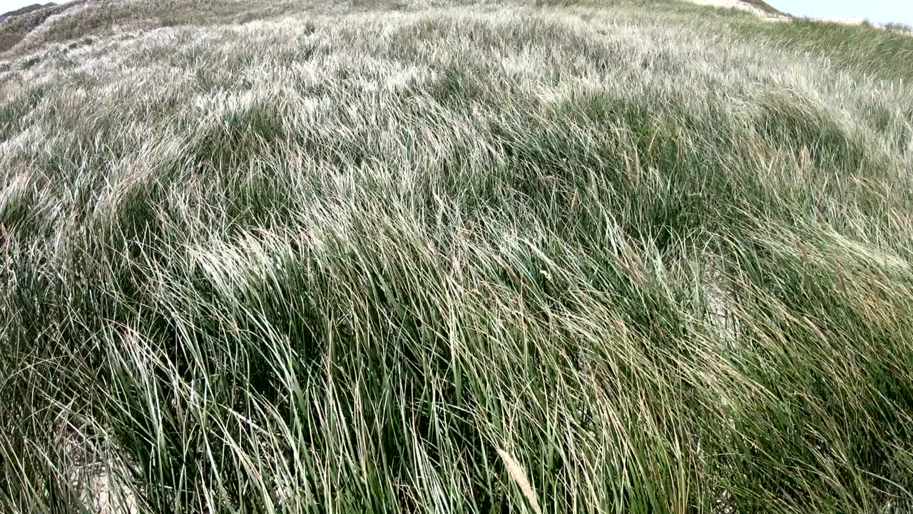 dunas de arena con hierba de dunas en el viento del mar del norte, dunas de senderismo, protección de diques, sondervig, jutlandia, dinamarca, 4k