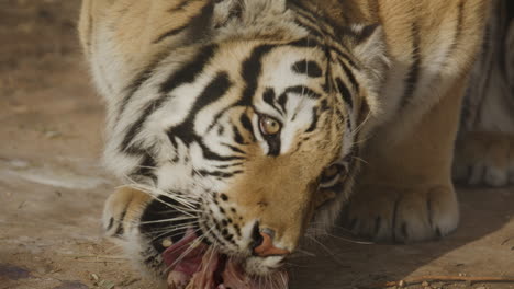 enormous tiger eating in slow motion