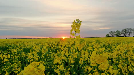 Ein-Endloses-Feld-Von-Rapsblumen-In-Einem-Ackerland,-Das-Bei-Sonnenuntergang-Abgelegt-Wird---Weitwinkel-Schiebeansicht