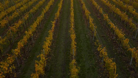 Aerial-drone-4K-flying-over-a-scenic-yellow-and-green-vineyard-field-on-hills-in-Valpolicella,-Verona,-Italy-in-autumn-after-harvest-of-grapes-for-red-wine-by-sunset-surrounded-by-traditional-farms