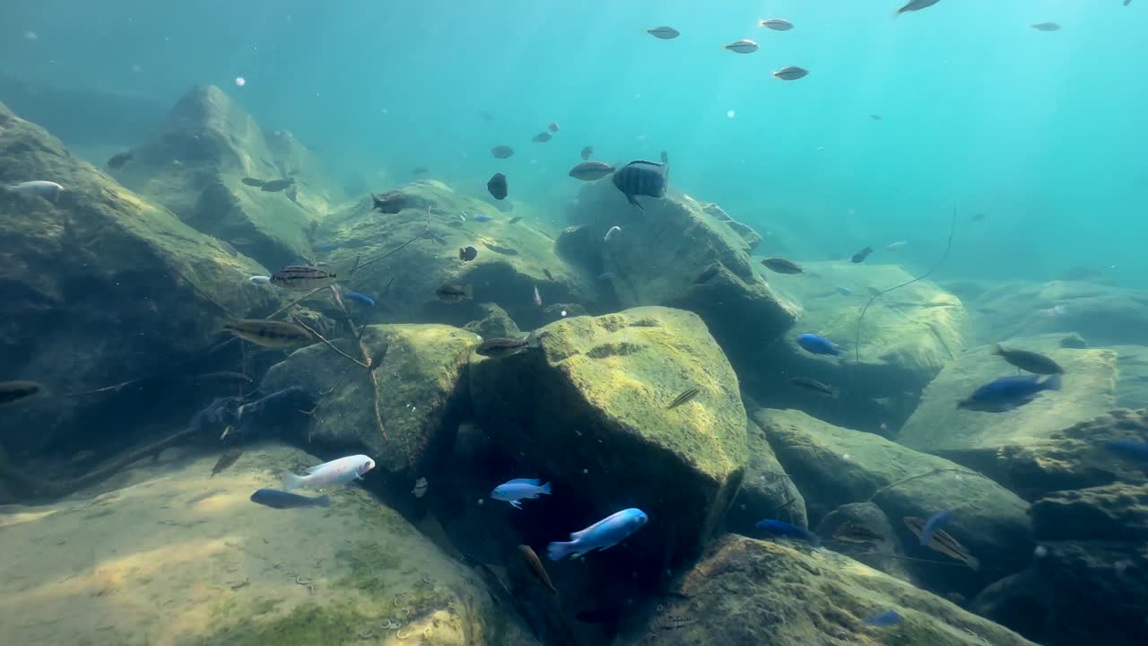 explorando el mundo submarino del lago de agua dulce de malawi en la isla de nakatenga. isla de nankoma, lago de malawi, malawi.