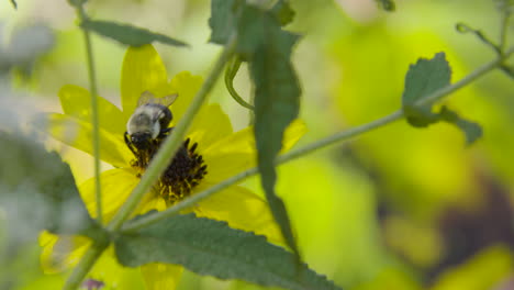 Abejorro-En-Una-Flor-Amarilla,-Tiro-Ajustado