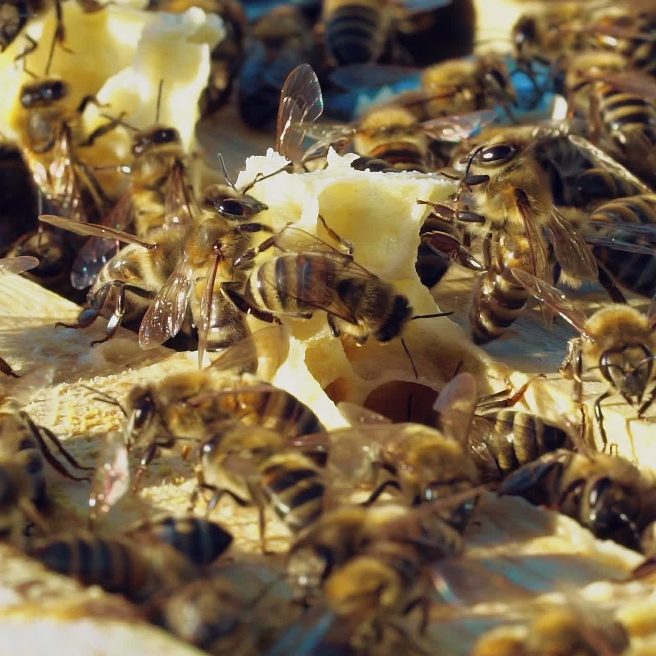 Frames of a beehive. Working bees in a hive. Bees turn nectar into honey. Slow motion