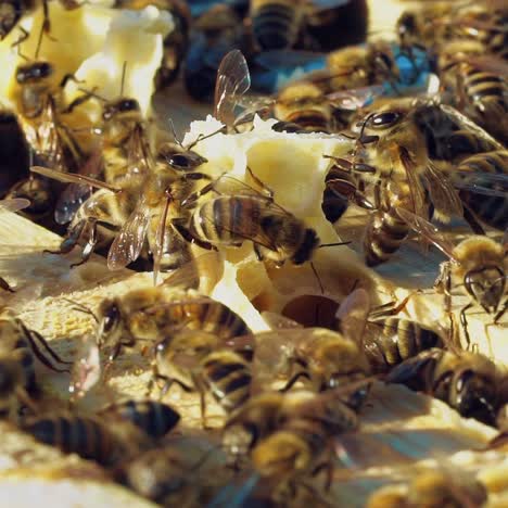 frames of a beehive. working bees in a hive. bees turn nectar into honey. slow motion