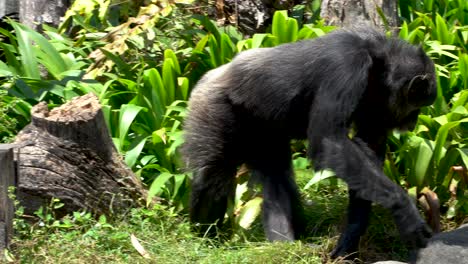 chimpanzee looking for fruit that fell from tree into scrub