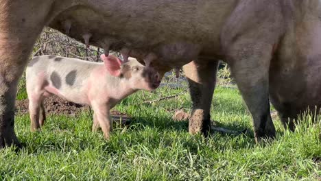a baby pig (piglet) feeding on his mother standing green grass at golden hour.