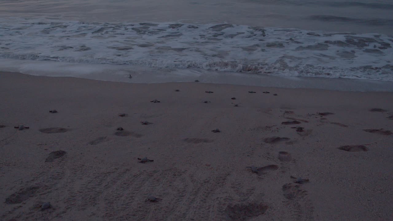 детеныши морских черепах, пытающиеся добраться до океана после того, как они высидели в песке