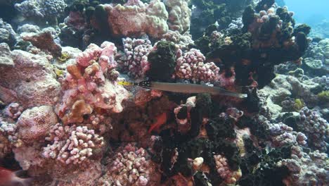 colorful trumpet fish on a tropical coral reef in clear water coming close