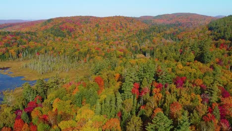 fly above fall trees foliage landscape in montreal quebec