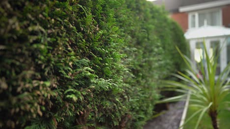 hedge row thick green fern in yard or garden