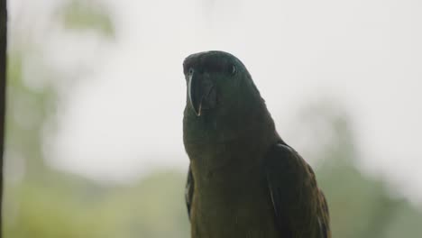 Especie-Amenazada-De-Loro-Amazónico,-Amazona-Festiva