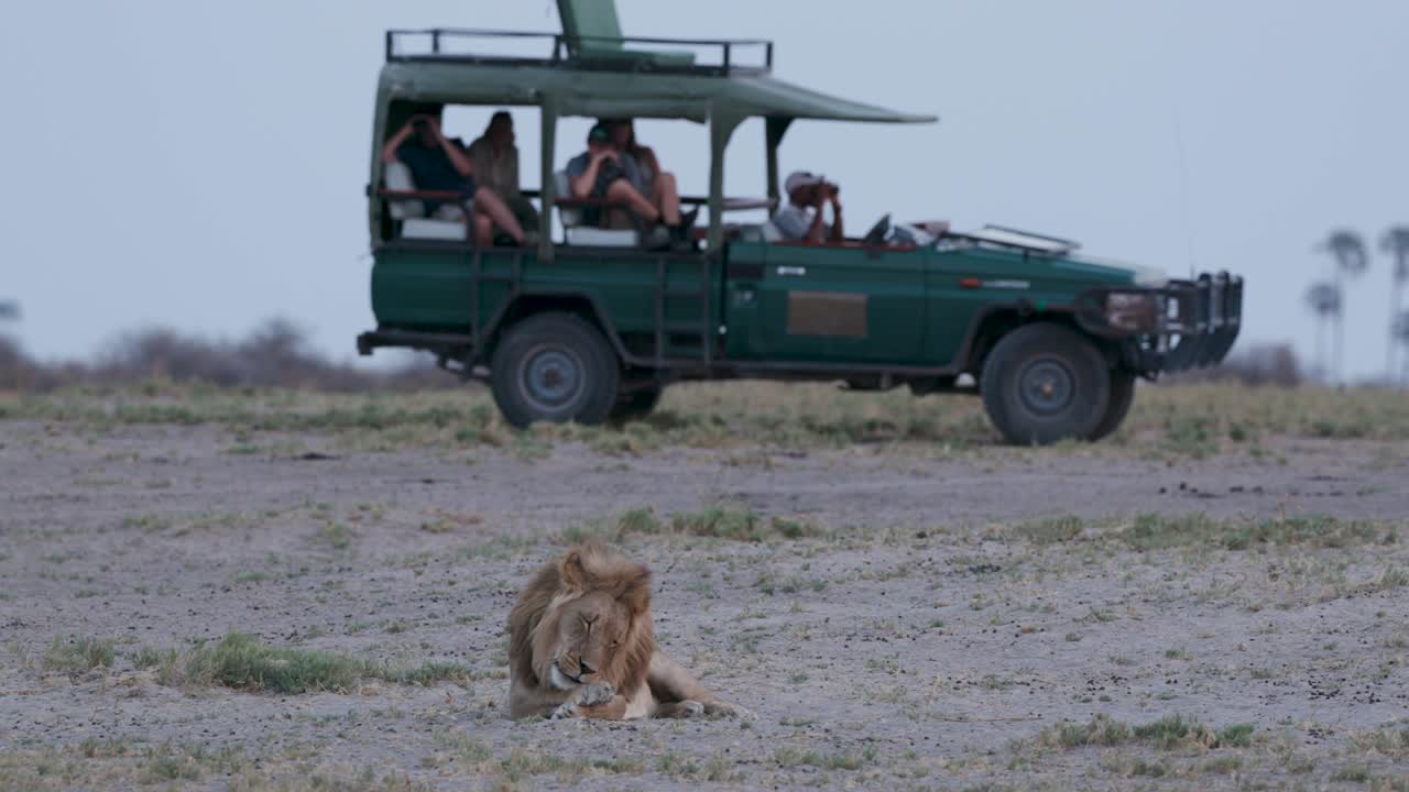 보츠와나에서 관광객 4x4 사파리 차량과 함께 앉아 있는 수 사자