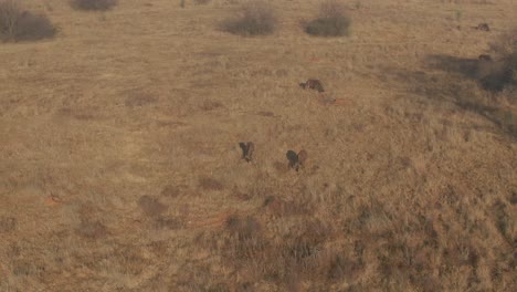 Drone-aerial-of-Wildebeest-herd-grazing-on-winters-grass-in-the-wild-on-a-cold-morning