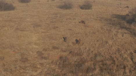 Antena-De-Drones-De-Manada-De-ñus-Pastando-En-La-Hierba-De-Invierno-En-La-Naturaleza-En-Una-Mañana-Fría