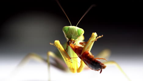 green mantis eats brown bug