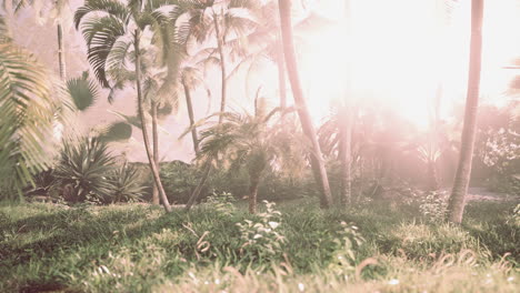 background of natural palm leaves tree branch